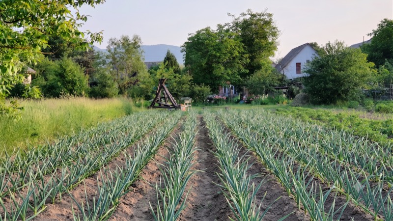 Music Porcelain garlic rows in early summer — Front Acre Farm