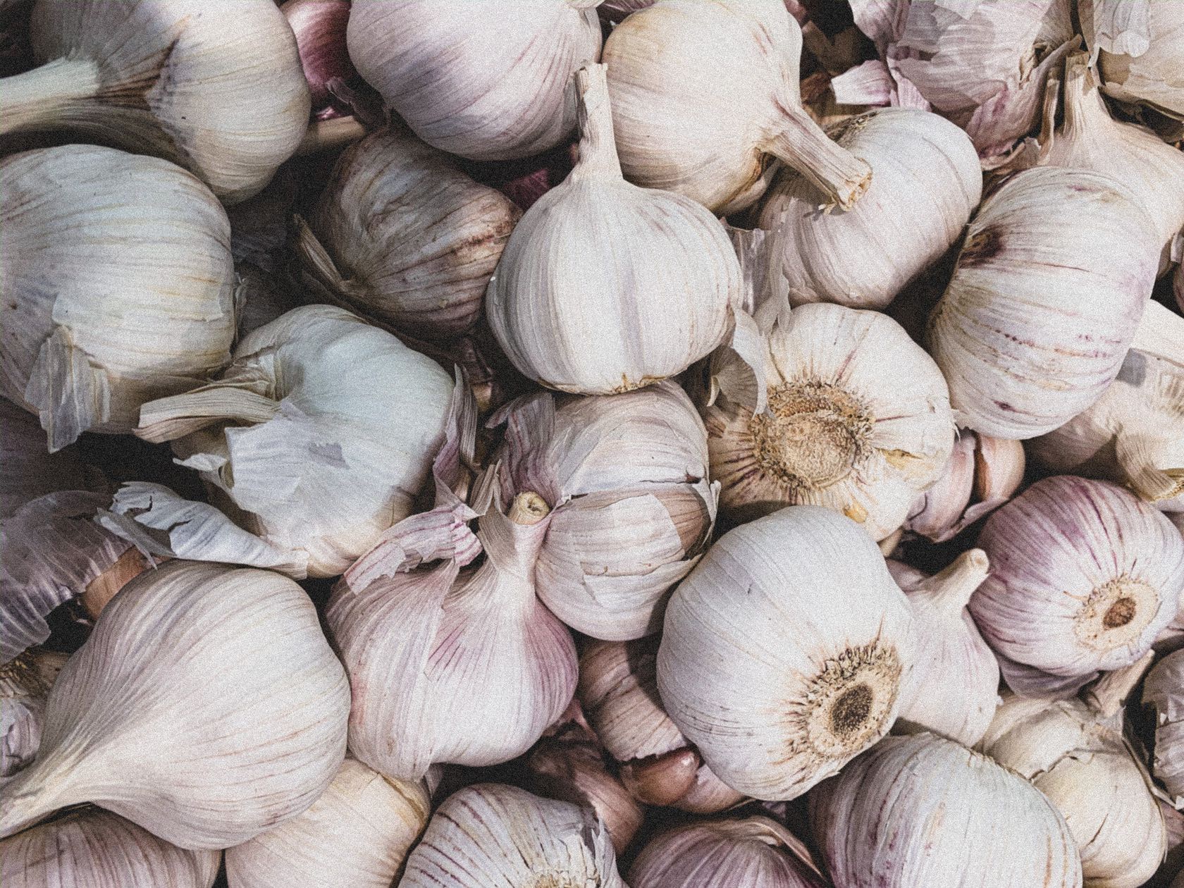 Garlic harvest